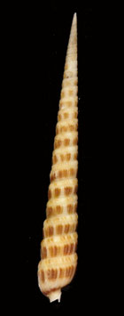 Terebra pretiosa  104.3mm F++