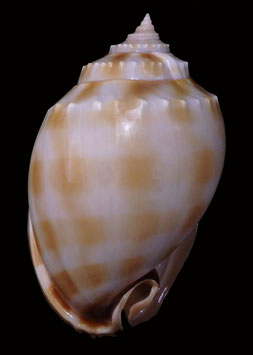 Phalium bandatum  113.6mm F+++