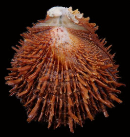 Spondylus swinneni  97.1mm F++/F+++