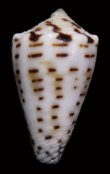 Conus musicus  16.5mm F++