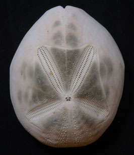 Metalia spatagus  76.6mm F+++ sea urchin test