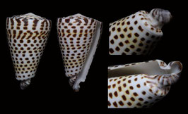 Conus litteratus  81.2mm F+++ freak shell