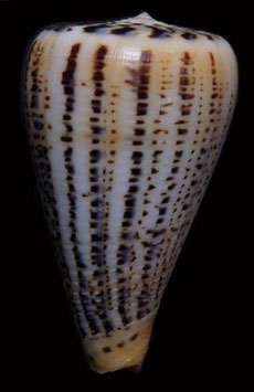 Conus suratensis  76.3mm F+++