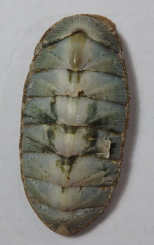 Rhyssoplax densilirata  50mm dried
