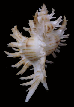 Chicoreus cnissodus  68.7mm F+++
