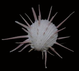 Spondylus imperialis  43.1mm F++/F+++