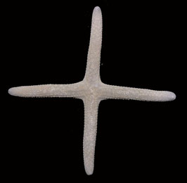 starfish species  size 99mm  sun dried