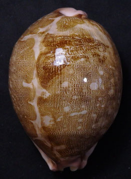 Cypraea  mappa  86.1mm F+++