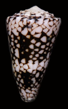 Conus vidua  68.2mm F+++
