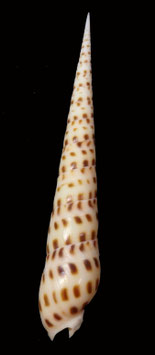 Terebra areolata  156.2mm  F+++