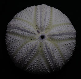 Astropyga  radiata    116mmm F+++ sea urchin shell test