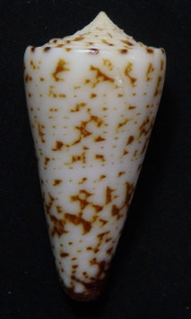 Conus thalassiarchus  51.4mm F+++