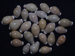 Cypraea milliaris  33mm - 44mm F+++