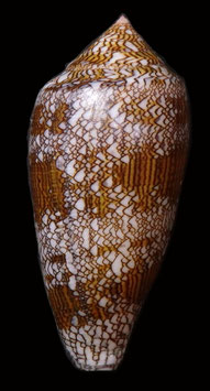 Conus textile 91.2mm F+++