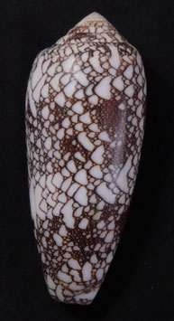 Conus omaria  73.3mm F+++