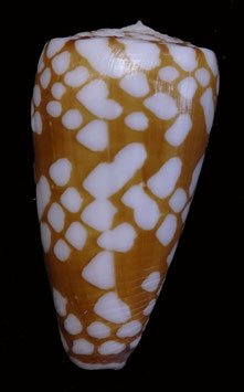 Conus nobilis cordigera  47.5mm F+++