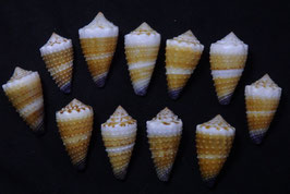 Conus floridulus  27 mm -32mm F+++