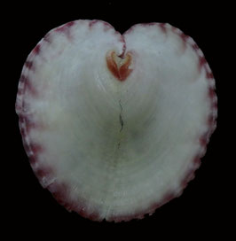 Corculum impressum  42mm F+++