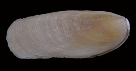 Vulsella Vulsella  77.3mm F++