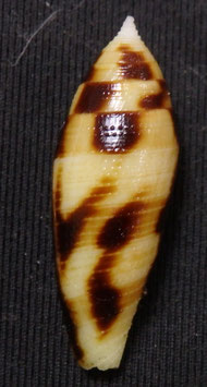 Conus mitratus  26.1mm F+++