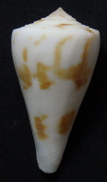 Conus  lenavati  52.9mm F+++