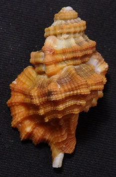 Cymatium labiosum  35.6mm F++