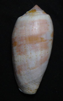 Conus tulipa 55mm F+++