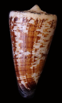 Conus  thalassiarchus depriesteri  74.7mm F++