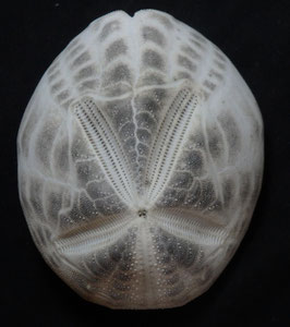 Metalia spatagus  76.9mm F+++ sea urchin test