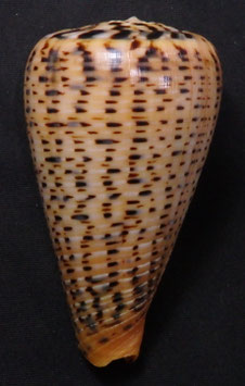 Conus suratensis  79mm F+++