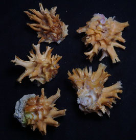 Chama lazarus  32mm -43mm F++/F+++ 5pcs shells