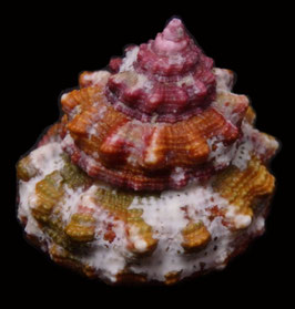 Trochus ferreirai  24.1mm F+++