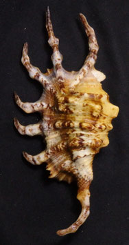Lambis scorpius 123.5mm F+++