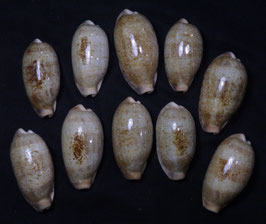 Cypraea caurica caurica  42mm - 49mm F+++