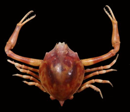 Myra grandis  40.8mm preserved crabs