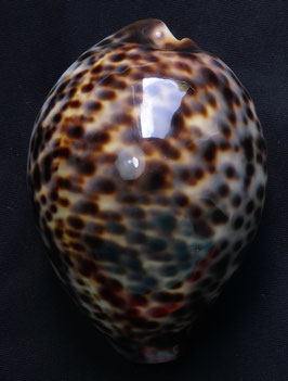 Cypraea tigris  87.5mm F+++, nice spots sea shell