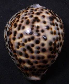 Cypraea tigris  92.5mm F+++ big body chubby form