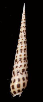 Terebra areolata  143mm  F+++