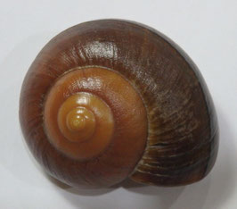 Ryssota (Lamarckiella) oweniana 52.2mm F+++