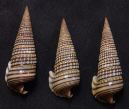 Pirenella alata  36.8mm- 40.6mm F+++