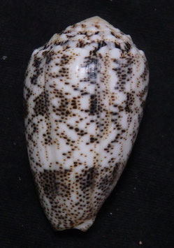 Conus arenatus  43.3mm F+++