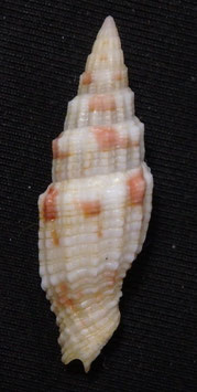 Vexillum  mirabile angulosa 28.8mm F+++