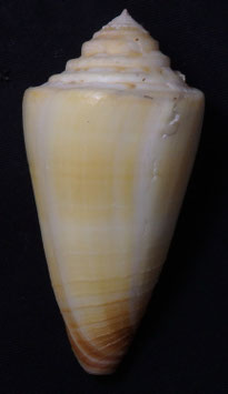 Conus   ferrugineus  66.7mm F++