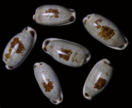 Cypraea cylindrica  27mm - 30mm F+++
