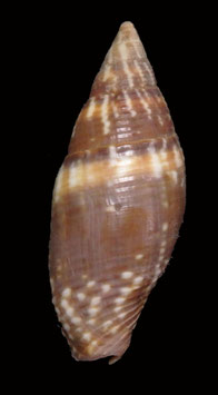 Strigatella scutulata  38.6mm F++/F+++