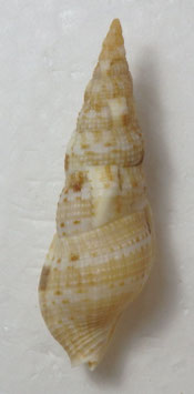 Colubraria ceylonensis 58mm F+++