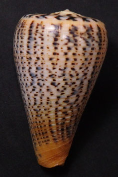 Conus suratensis  76.9mm F+++