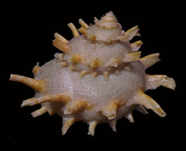 Bolma girgyllus  45.6mm F++/F+++