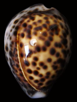 Cypraea tigris  49.7mm F+++