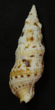 Colubraria muricata  88.1mm F+++